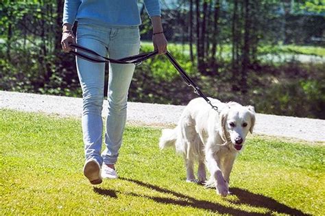 Guinzagli di Lusso per Cani e Gatti 